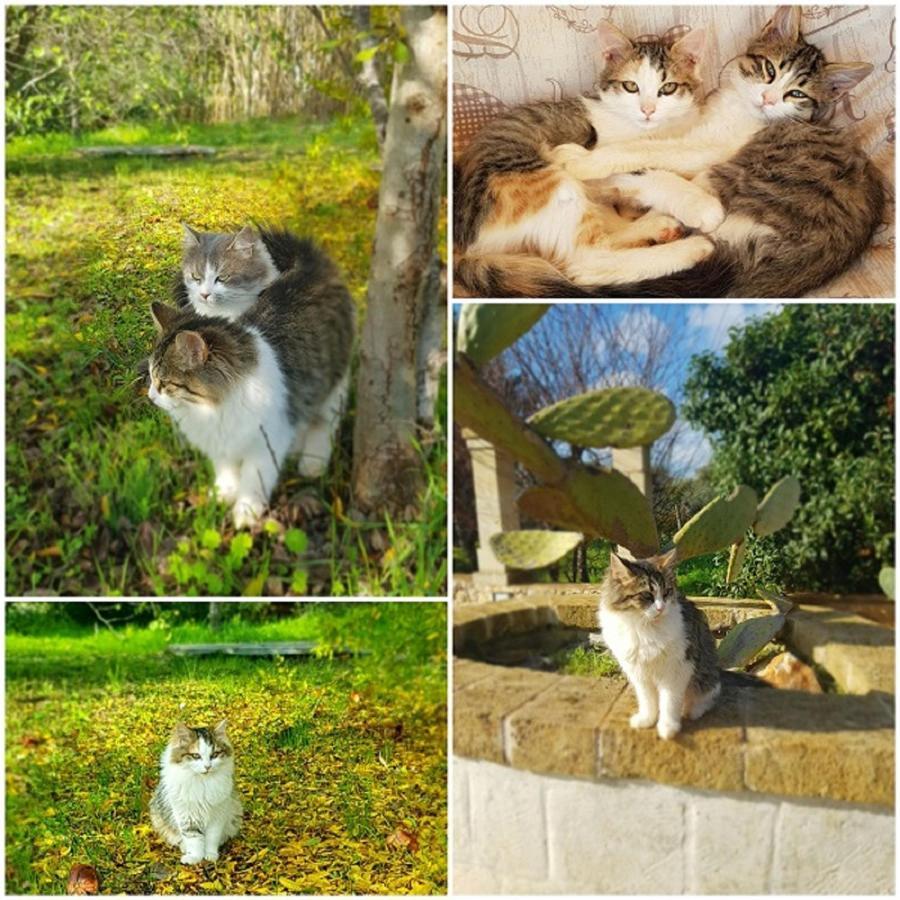 Trulli Aurasia Ostuni Dış mekan fotoğraf