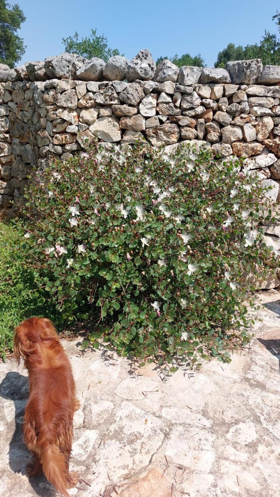 Trulli Aurasia Ostuni Dış mekan fotoğraf
