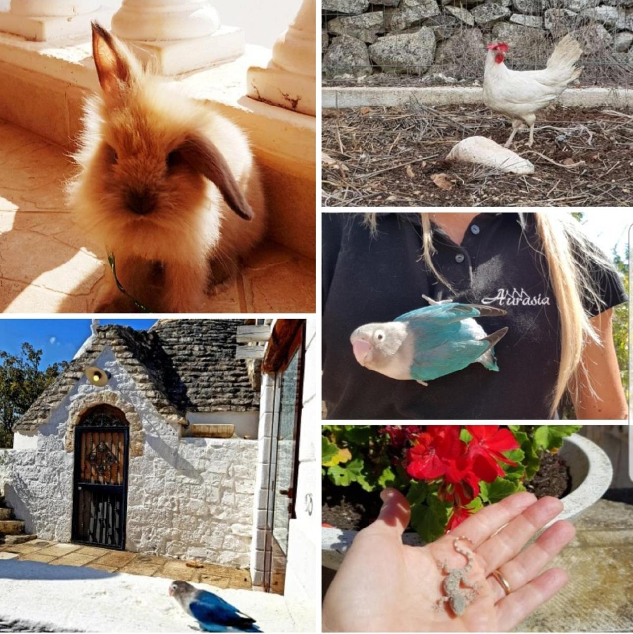 Trulli Aurasia Ostuni Dış mekan fotoğraf